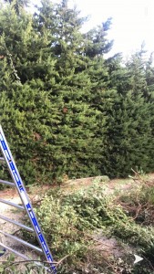 Photo de galerie - Taille de haies et d'arbustes