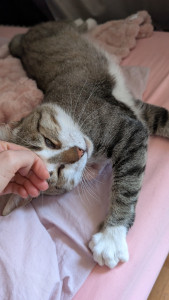 Photo de galerie - Garde chat Tineco ?