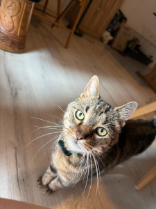 Photo de galerie - Garde de 4 chat et un lapin pendant 1 mois ?