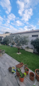 Photo de galerie - Taille d'olivier (après) 