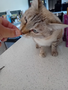 Photo de galerie - Une nouvelle copine très caline. ils sont 3 mais elle vient plus vers moi. ?