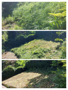 Photo de galerie - Nettoyage à la débroussailleuse avec évacuation 