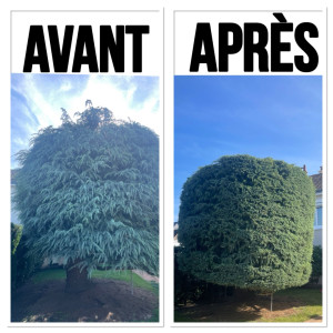Photo de galerie - Elagage et coupe d'arbres