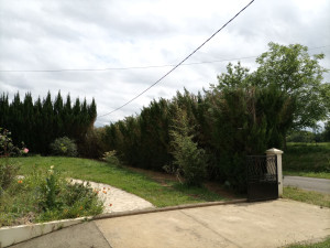 Photo de galerie - Taille de cyprès pour libérer le câble Enedis 