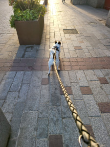 Photo de galerie - Sortir vos chiens ? 