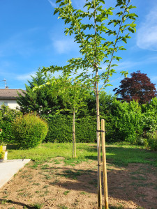 Photo de galerie - Paysagiste - Aménagement du jardin