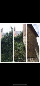 Photo de galerie - Taille de haies et d'arbustes