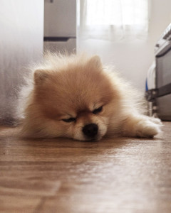 Photo de galerie - Sidney un magnifique loulou plein d'amour 