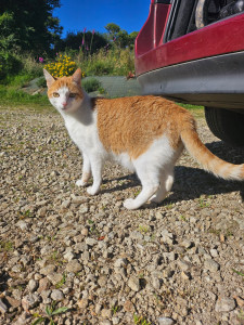 Photo de galerie - Garde animaux