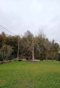 Photo de galerie - élagage du noyer chantier terminé