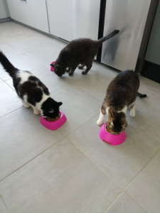 Photo de galerie - Garde chat