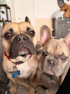 Photo de galerie - Voici mes 2 chiens 