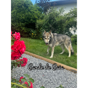 Photo de galerie - Garde chien