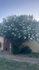 Photo de galerie - Laurier 