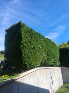 Photo de galerie - Taille de haie de thuya