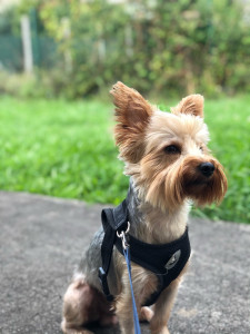 Photo de galerie - Promenades en garde 