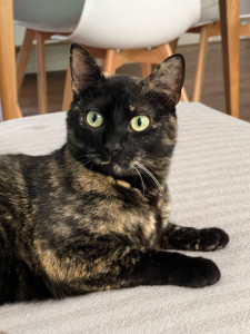 Photo de galerie - Garde chat