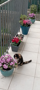 Photo de galerie - Aménagement de ma terrasse pour l'arrivée du Printemps 