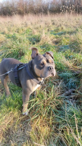 Photo de galerie - Stella en balade 