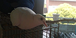 Photo de galerie - Garde de petits animaux en tout genre ❤️