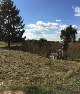 Photo de galerie - Tonte de pelouse - Débroussaillage