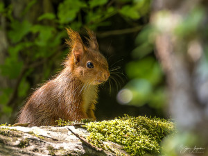 Photo de galerie - Photographe