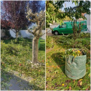 Photo de galerie - Taille d'arbres 