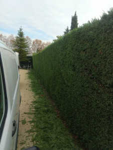 Photo de galerie - Taille de haie 