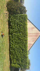 Photo de galerie - Taille de haie