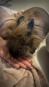 Photo de galerie - Garde animaux