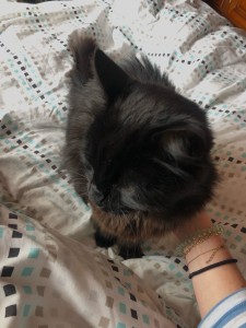 Photo de galerie - Garde chat