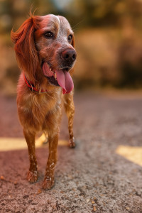 Photo de galerie - Garde chien