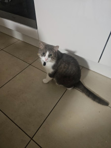 Photo de galerie - Tyson est revenu 2 semaines après sa 1 ere garde pour passer un moment avec nous , je l'ai appelé pour qu'il regarde la caméra ?
