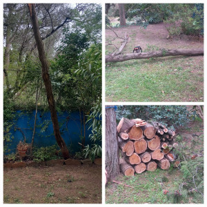 Photo de galerie - Coupe d arbres toucher par la foudre 