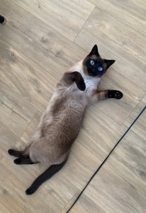 Photo de galerie - Garde chat