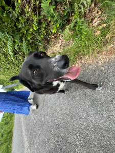 Photo de galerie - Balade régulière de chiens 