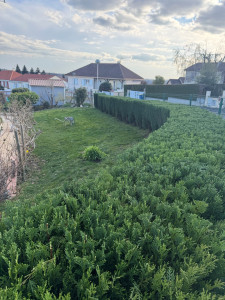 Photo de galerie - Taille cyprès tonte 