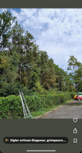 Photo de galerie - Elagage et coupe d'arbres