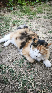 Photo de galerie - Le chat dans notre jardin