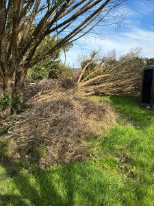 Photo de galerie - Arbre et nettoyage enlèvement déchet 