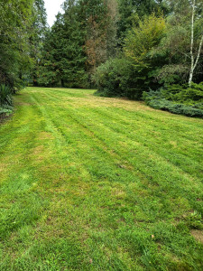 Photo de galerie - Tonte avec autoporté avec bac de ramassage, je fais aussi de la taille de haie