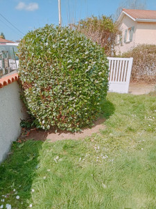 Photo de galerie - Taille laurier 