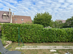 Photo de galerie - Taille d’une haie de laurier après 