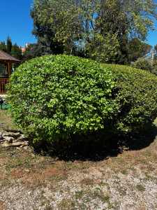 Photo de galerie - Taille en boule 