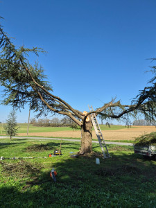 Photo de galerie - Elagage et coupe d'arbres