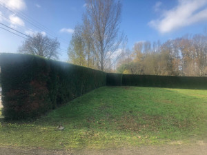 Photo de galerie - Taille de cyprès de leyland