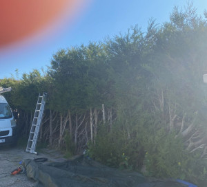 Photo de galerie - Je vous poste une photo avant le taillage 
dans la commune de bruyères sur Oise 