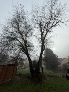 Photo de galerie - Abattage d’un peuplier par démontage en zone complexe. 