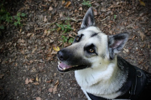 Photo de galerie - Shooting chien