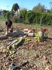 Photo de galerie - Elagage et coupe d'arbres